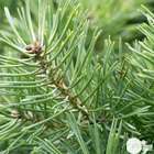 Pinus mugo ' Benjamin ': tige 40 cm d.10